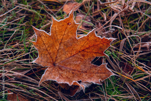Autumn maple leaf in white frost on the ground. Late fall © Ann Stryzhekin