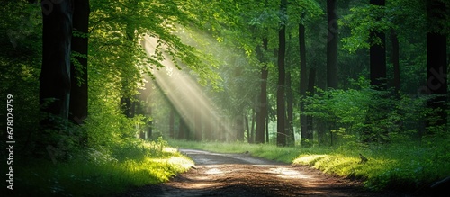 Sunlight in the green forest. Panoramic image of a summer morning photo
