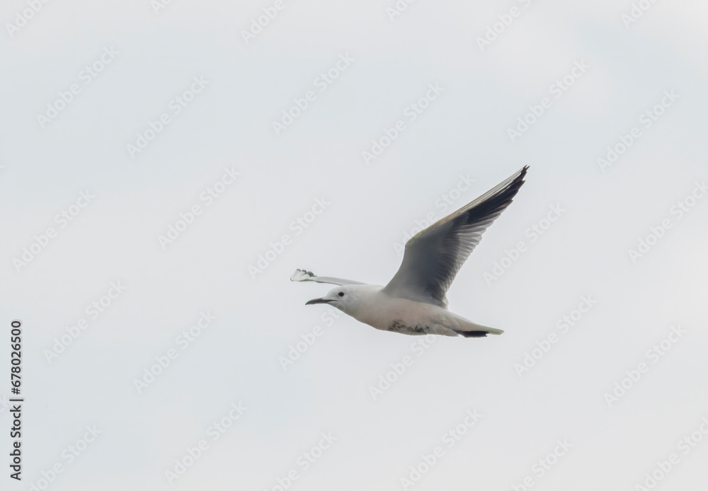 Slender-billed Gull (Chroicocephalus genei) in flight Slender-billed Gull (Chroicocephalus genei) in flight