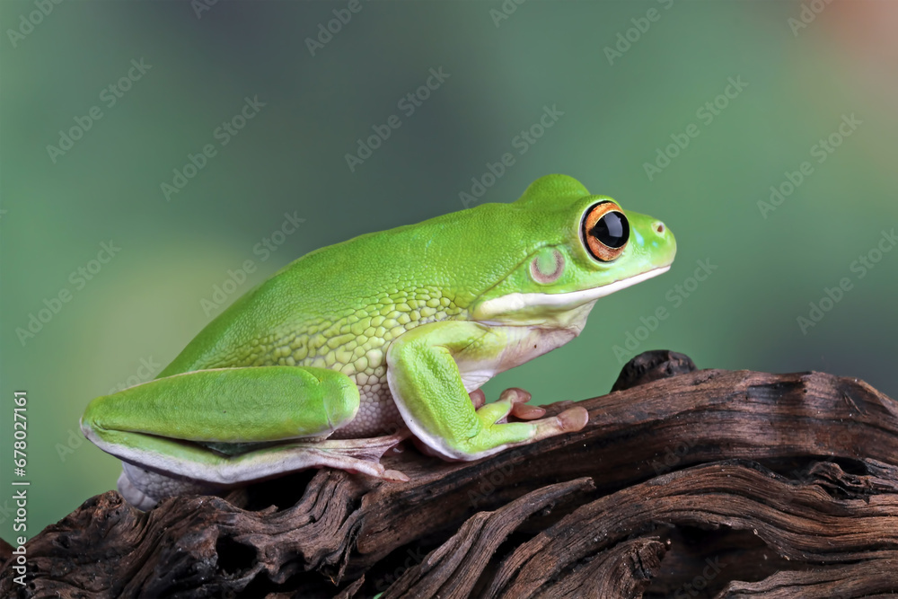 Fototapeta premium white-lipped tree frog sitting on wood