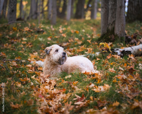 Foto Wheaten terrier dog laying in leaf covered woods on autumn day.