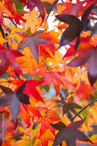Close up of colorful leaves on sweetgum tree on autumn day.