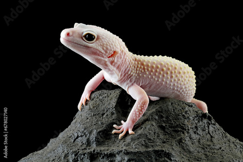 leopard gecko lizard on rock isolated on black