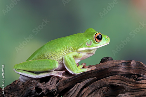 white-lipped tree frog sitting on wood
