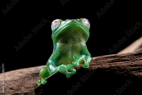 Jade tree frog isolated on black photo