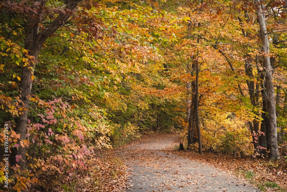 Leaf-covered path through woods at peak fall color.