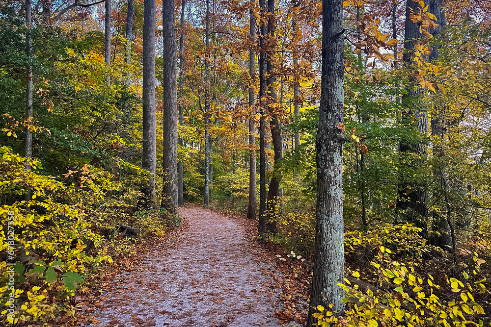 Fototapeta premium Leaf-covered path through woods at peak fall color.
