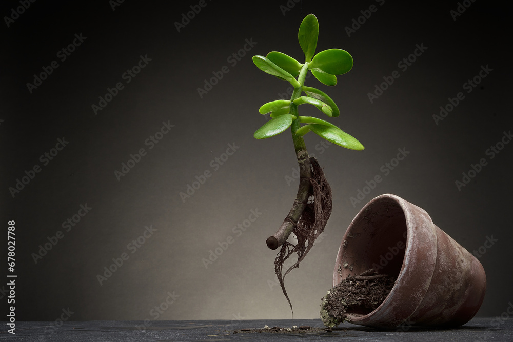 Jade plant (Crassula Argentea) escaping from it's pot - obrazy, fototapety, plakaty 