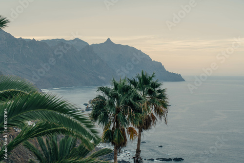 Cliffs and palm trees in the north of Tenerife photo