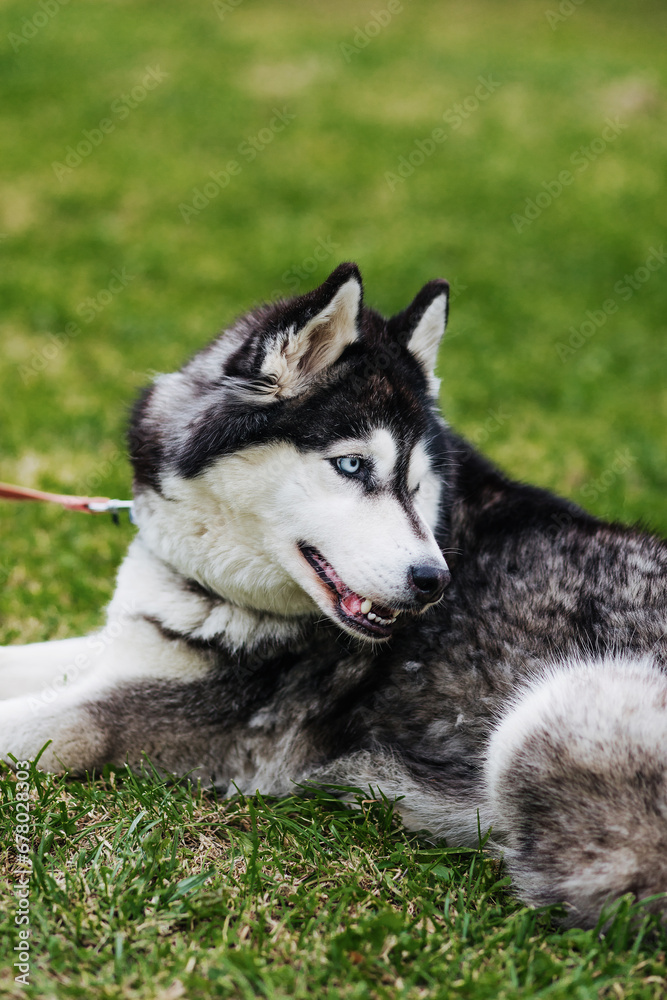 The young husky dog laying and resting in the grass