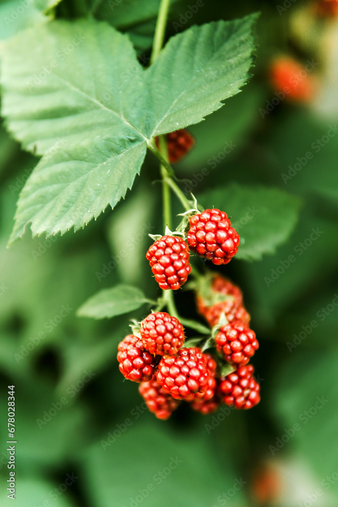 bunch of blackberries with red berries bunch of blackberries with red berries