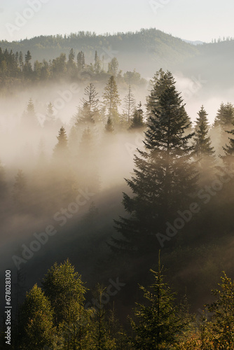 The mountais covered with woods in the morning mist