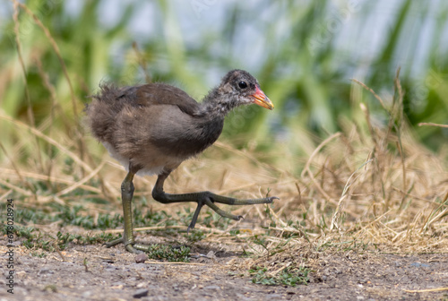 Young Water Rail (Rallus aquaticus) watching in camera