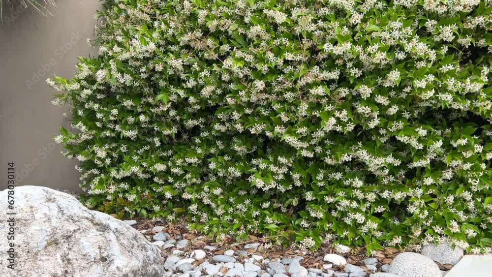 Panoramic shot from Jasmine shrub to stone garden decoration. Common Jasmine. Jasminum officinale. Star jasmine. Rock garden. Greece. Panoramic shot from Jasmine shrub to stone garden decoration. Common Jasmine. Jasminum officinale. Star jasmine. Rock garden. Greece.