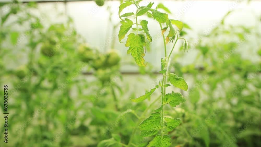 Green tomatoes growing in a greenhouse. Maintaining humidity and heat in the greenhouse