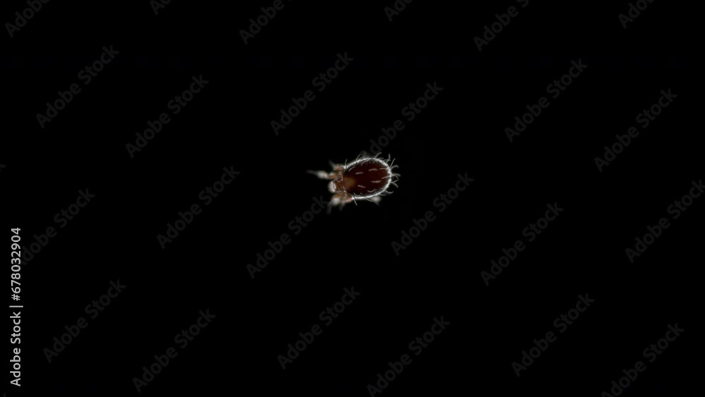Acari (mite) Oribatida under microscope. They live in moss, soil, tree bark. Promote soil formation Acari (mite) Oribatida under microscope. They live in moss, soil, tree bark. Promote soil formation