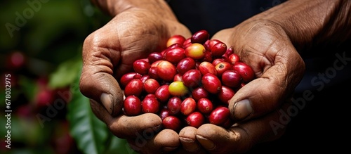Coffee farmers selecting harvested coffee cherries Copy space image Place for adding text or design photo