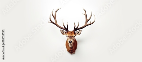 Deer antlers on a white surface Copy space image Place for adding text or design