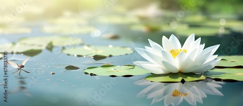 Elegant lotus and dragonfly in lake Copy space image Place for adding text or design
