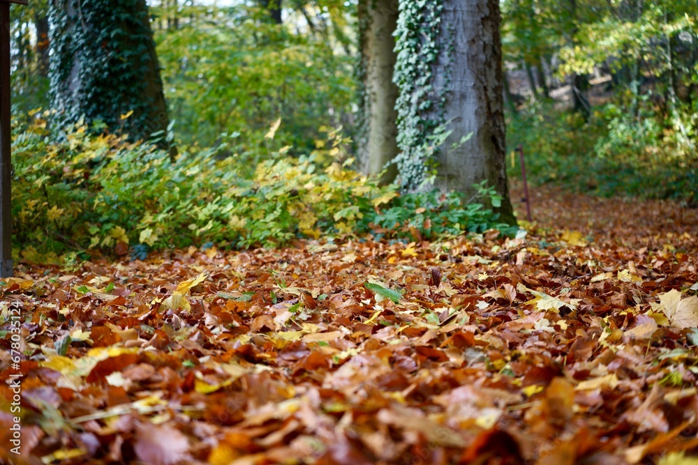 autumn in the park autumn in the park