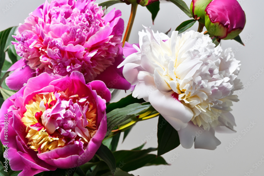 flowering plant. bright lush plant called peony bright pink and white flowers stand on the table on a gray background flowering plant. bright lush plant called peony bright pink and white flowers stand on the table on a gray background
