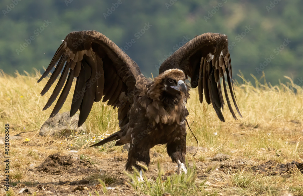 Fototapeta premium Cinereous vulture sitting on feeding station
