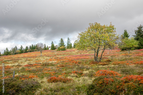 Landes désertiques aux couleurs d'automne sur les hauteurs des chaumes vosgiennes photo