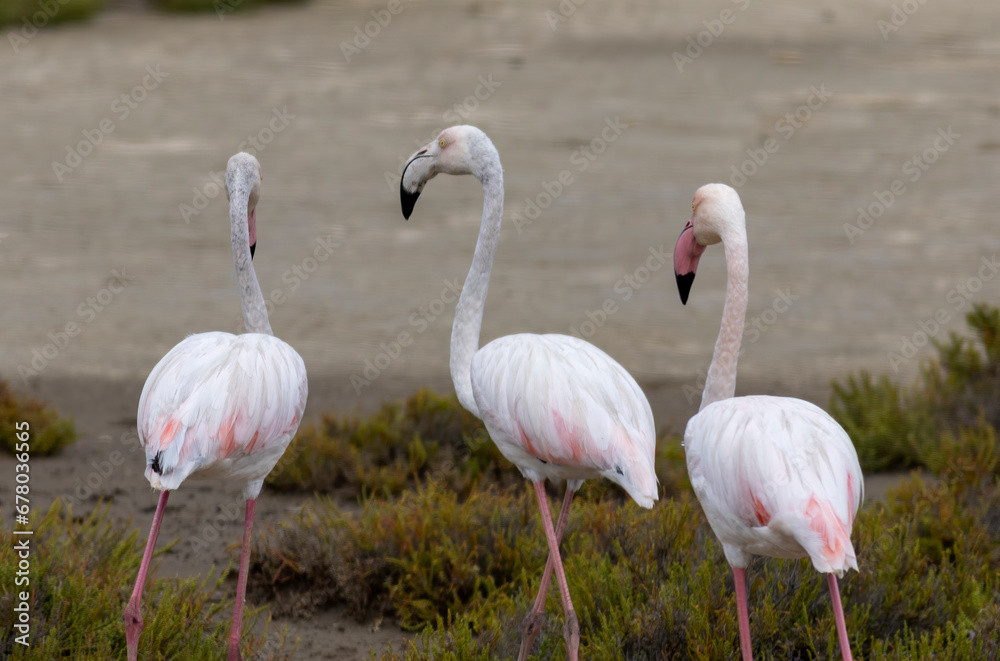 Greater flamingo`s flock in national park in Greece Greater flamingo`s flock in national park in Greece