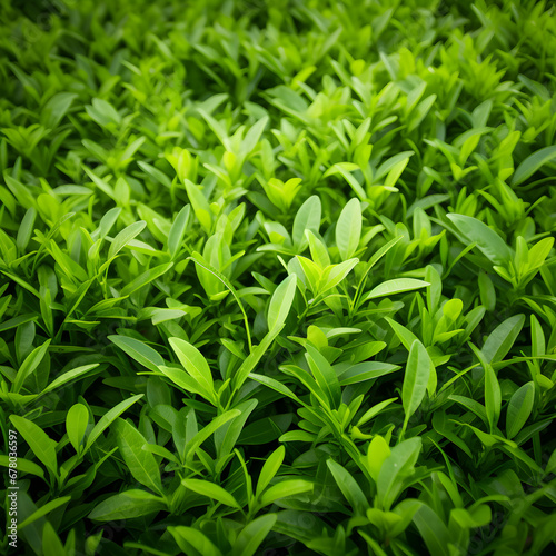 Close up of Green Tea leaves as a background. Generative ai. 