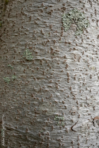 Texture d'un tronc de sapin et son écorce en très haute définition