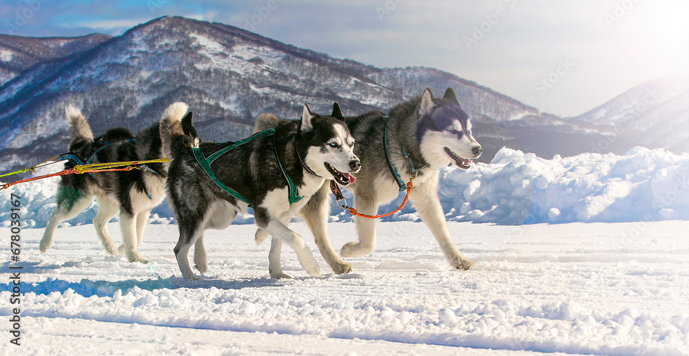 Sled dog race on snow in winter on Kamchatka on soft sunlight Sled dog race on snow in winter on Kamchatka on soft sunlight