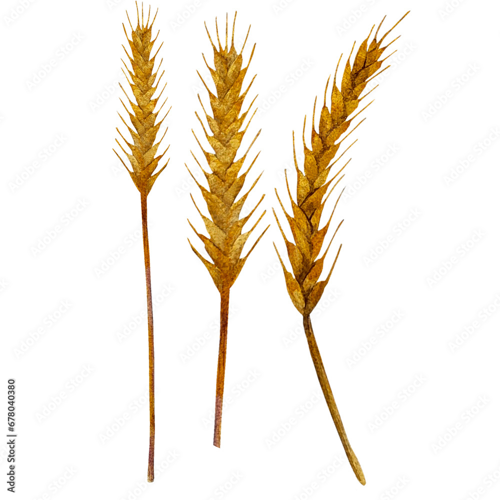A set of elements. Watercolor ear of wheat. For registration of invitations, postcards, websites A set of elements. Watercolor ear of wheat. For registration of invitations, postcards, websites