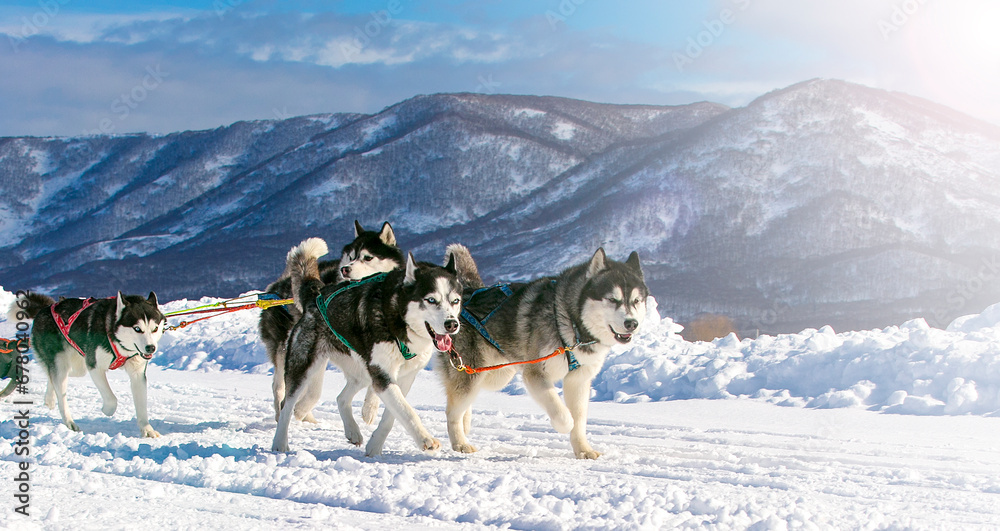 Sled dog race on snow in winter on Kamchatka on soft sunlight Sled dog race on snow in winter on Kamchatka on soft sunlight