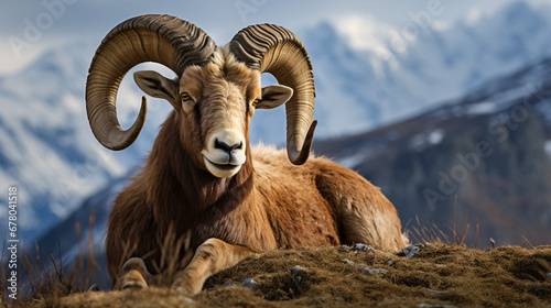 Barbary sheep Ovis orientalis in the mountains photo