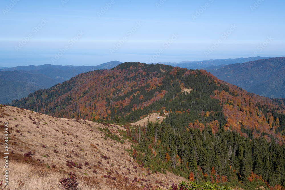 Autumn nature landscapes. Beech forests in autumn. Colorful trees in autumn. Pokut Plateau. Rize, Türkiye.