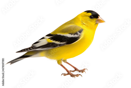 Charming American Goldfinch Close-up Isolated on Transparent Background