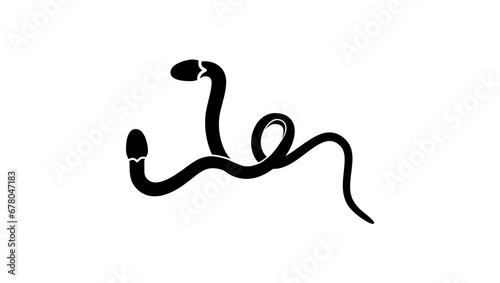 Double headed snake, black isolated silhouette
