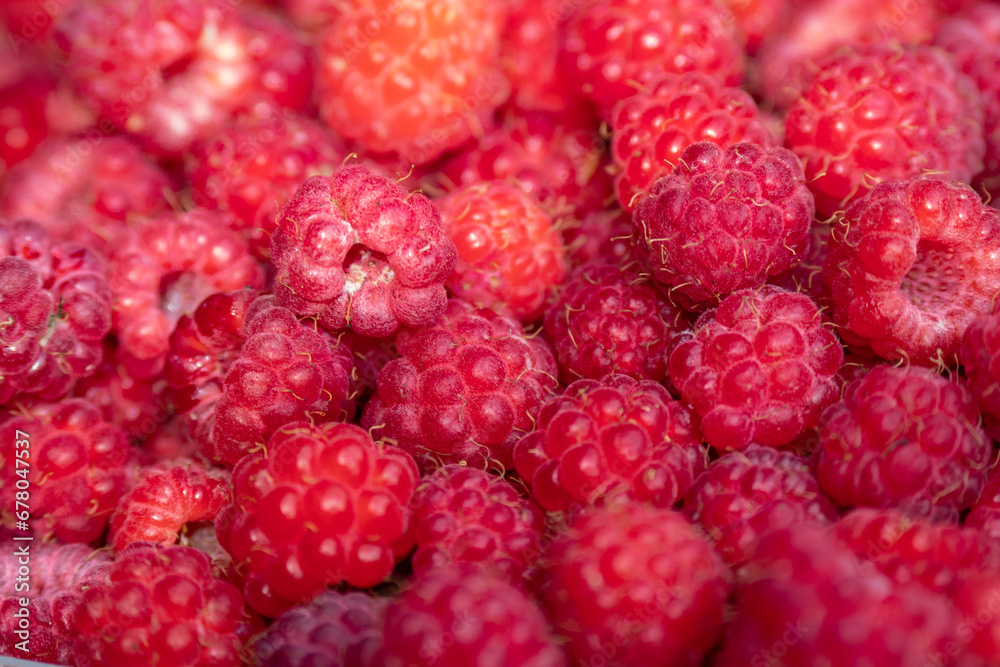 Wild Raspberries foraged in Scandinavia Wild Raspberries foraged in Scandinavia
