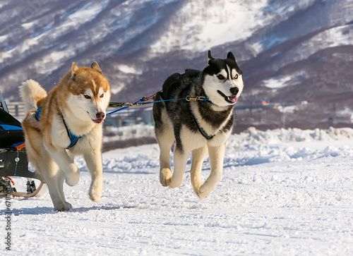 sled dogs team running in the snow on Kamchatka on soft sunlight