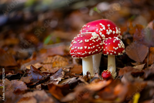 Amanita muscaria or “fly agaric“ is a red and white spotted poisonous toadstool mushroom. Group of fungi in a autumn season forest in Iserlohn Sauerland Germany. Macro close up in brown autumn leaves.