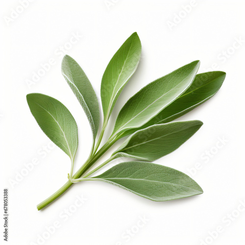 Sage leaves isolated on white background