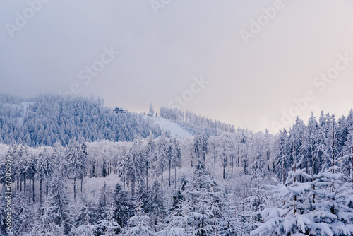 Winter forest covered with snow © Vladyslav