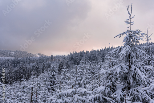 Snow covered christmas trees in the forest