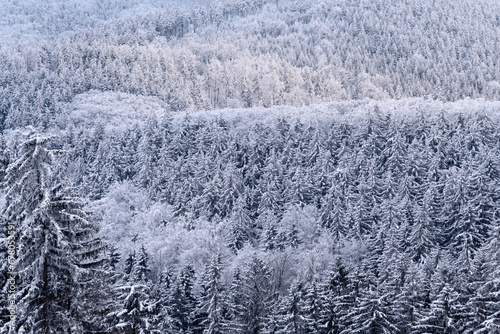 Snow covered christmas trees in the forest