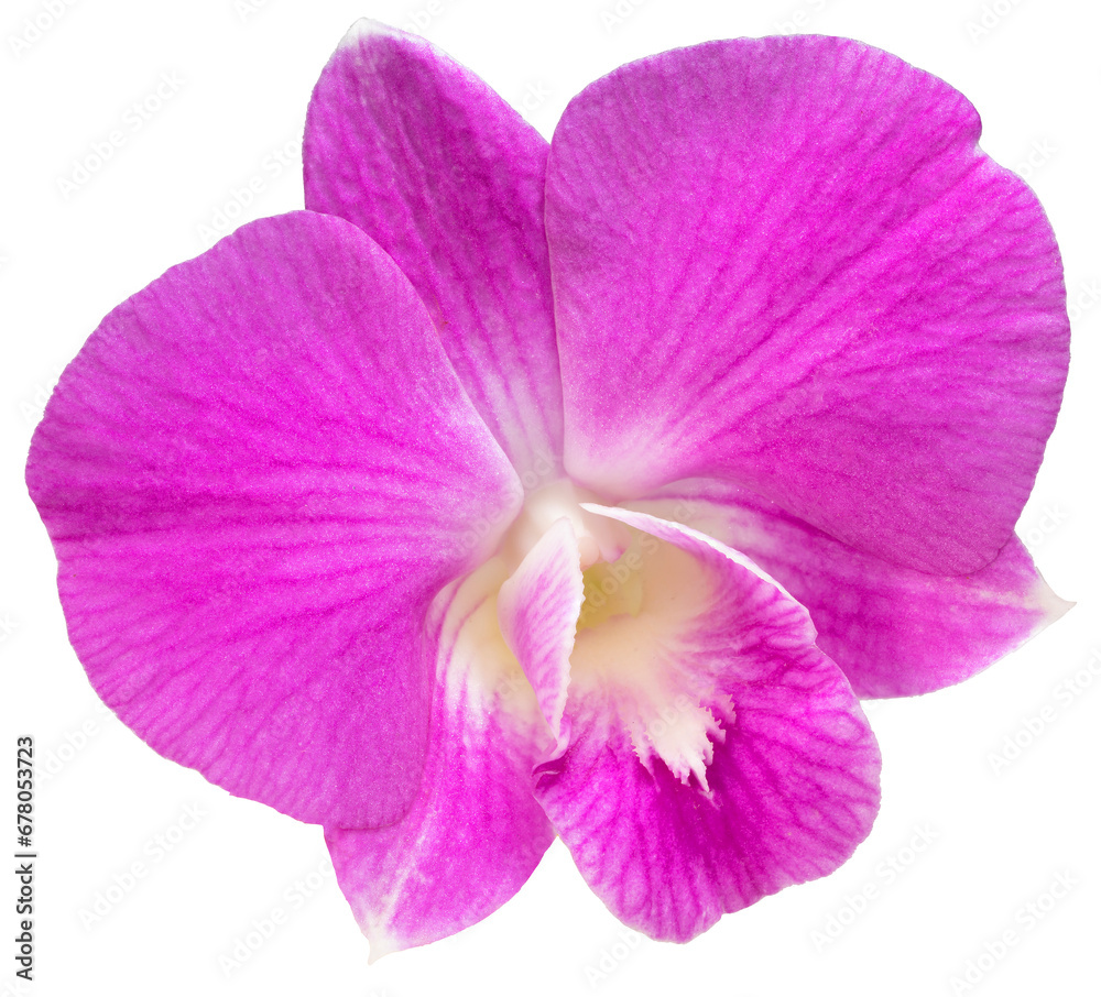 Pink orchid isolated on white background PNG file.
