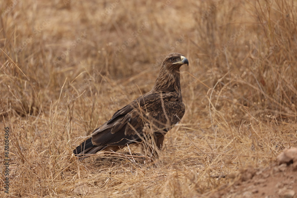 Adler5 Adler5