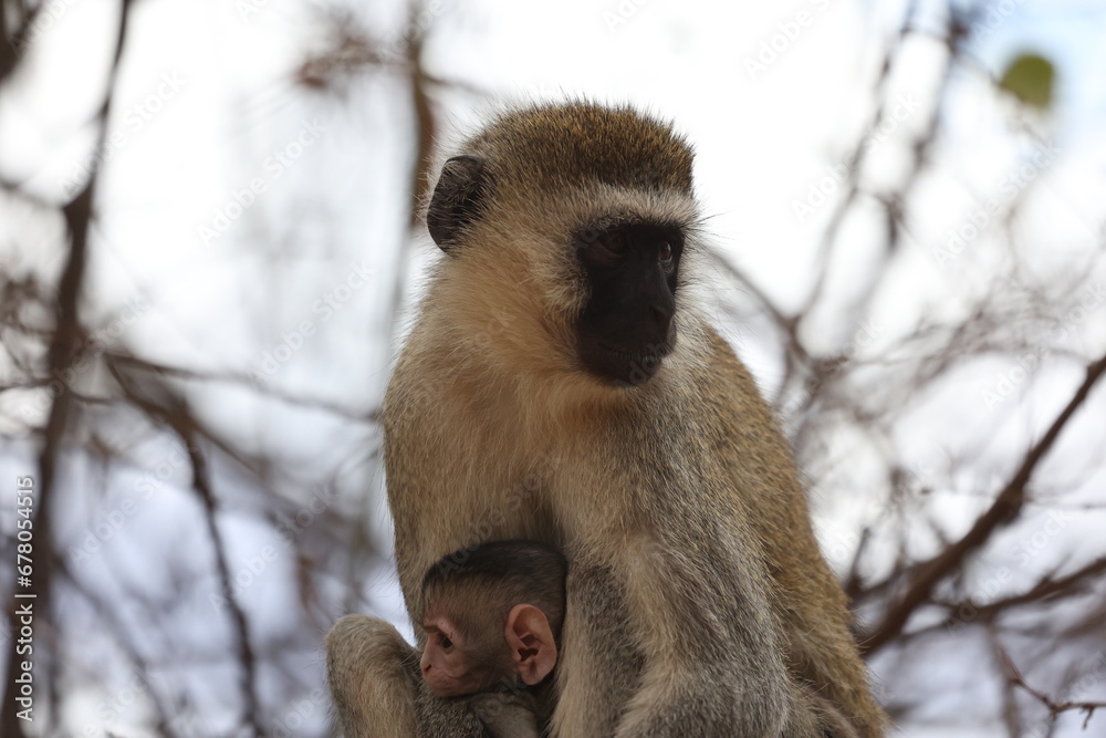 Fototapeta premium Affe5