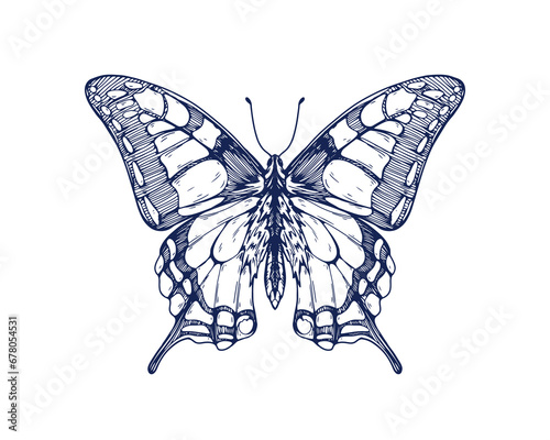 Swallowtail, vintage ink drawing. Outlined detailed retro-styled butterfly. Papilio Machaon, flying insect, tropical moth. Hand-drawn engraved vector graphic illustration isolated on white background
