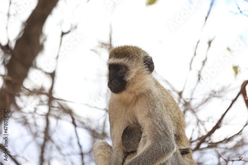 Affe6