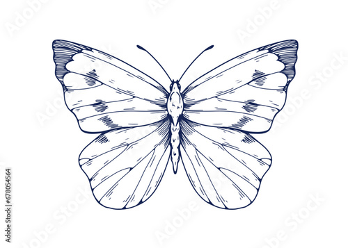 Cabbage butterfly, engraved etched drawing in vintage style. Retro detailed moth. Hand-drawn insect, tropical moth. Handdrawn woodcut vector graphic illustration isolated on white background